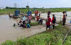 Banjir Rendam Puluhan Rumah dan Areal Persawahan di Kualasekampung