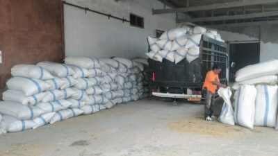Sebagai Mitra Maklon, PT PMP Awali Serap Gabah 220 Ton