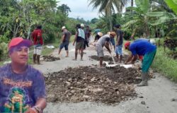 Tak Kunjung Diperbaiki, Pengusaha Penggilingan Padi di Palas Timbun Jalan Rusak Secara Swadaya