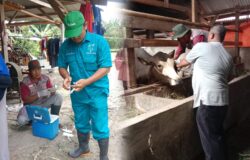 PT. Ranso Welvarindo Gandeng UPT Puskeswan Gelar Vaksinasi PMK di Palas