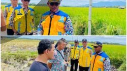 Kepala BBWS Cek Program P3-TGAI, Petani Palas Aji Optimis Produktivitas Naik