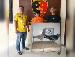 Kepergok Curi Burung Dara, Pria Asal Natar Diciduk Polisi