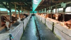 Oknum Dewan di Lamsel Terseret Dalam Dugaan Penggelapan Bantuan Ternak Sapi