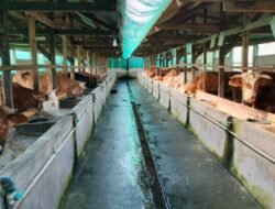 Oknum Dewan di Lamsel Terseret Dalam Dugaan Penggelapan Bantuan Ternak Sapi