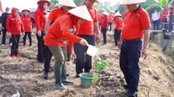 DPD PDI-P Lampung Lakukan Penanaman Tanaman Pendamping Beras di Palas