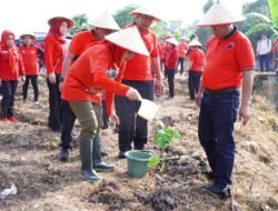 DPD PDI-P Lampung Lakukan Penanaman Tanaman Pendamping Beras di Palas